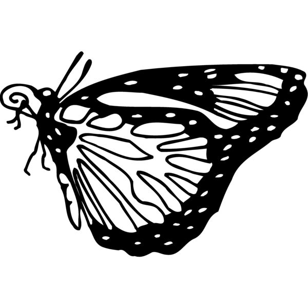 BTRFLY03 Thumbnail
